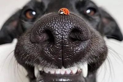 perro jigsaw puzzle