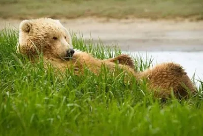 natural jigsaw puzzle
