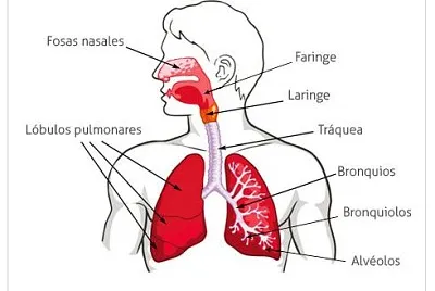 SISTEMA RESPIRATORIO