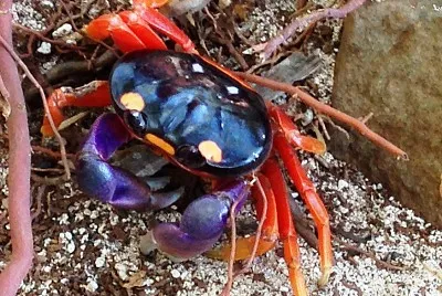 MR. CRAB