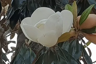 ×ž×’× ×•×œ×™×” ×‘×¤×œ×•×¨×™×“×”
