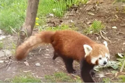 PANDA ROJO
