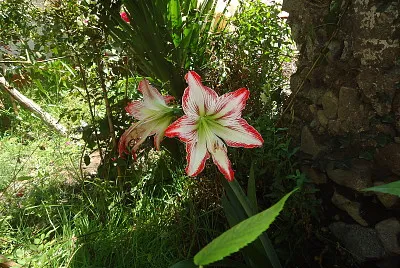 la Flor jigsaw puzzle