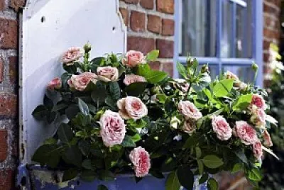 flores jigsaw puzzle
