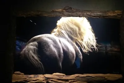 CABALLO