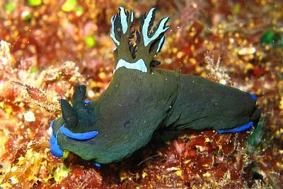 Tambja morosa