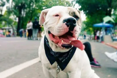 dogo