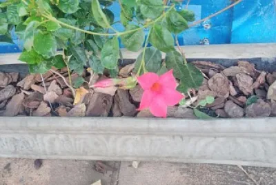 Flor do Maria Luiza