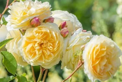 flores jigsaw puzzle