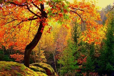otoÃ±o bosque jigsaw puzzle