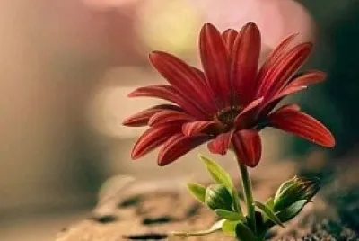 belleza