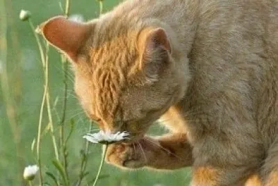 gatito jigsaw puzzle