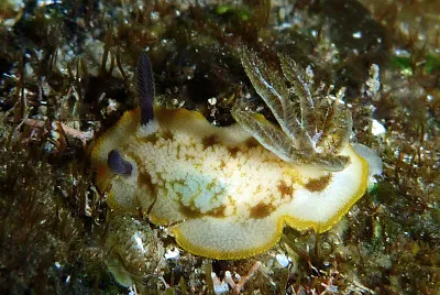 פאזל של Taringa caudata