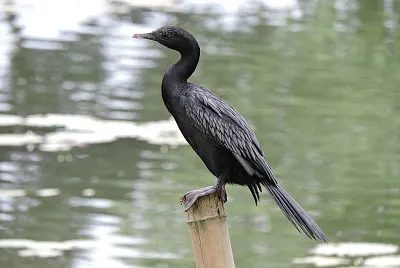 Piccolo cormorano nero