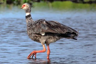 Chauna torquata