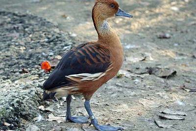 Dendrocigna bicolor