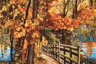 Forest colors
