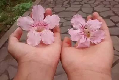 dos flores