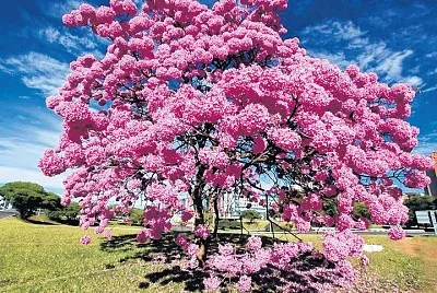 imagem jigsaw puzzle