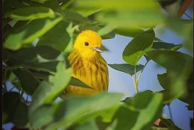 natural jigsaw puzzle