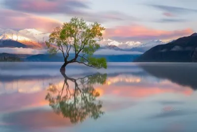 arbre solitaire