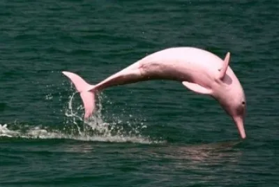 delfin