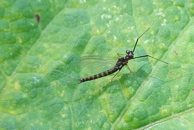 Habrophlebia