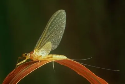 Heptagenia sulphurea