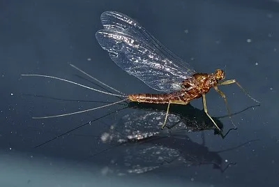 Serratella