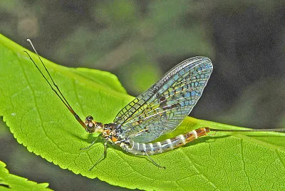 פאזל של Ephemera danica