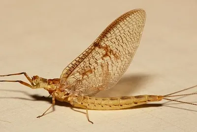 Ephemera glaucops