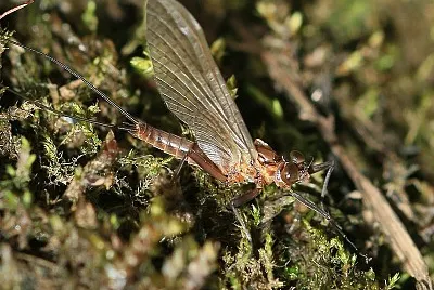 Leptophlebia vespertina