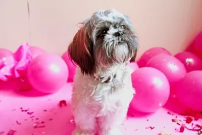 shitzu pink ballon