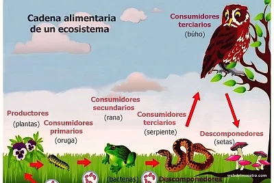 Ecosistema