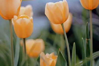 Tulipa amarela