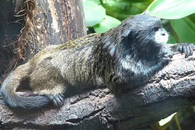 Tamarino di graells