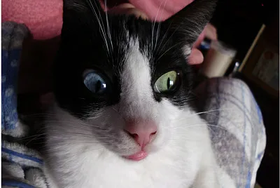 Yuki