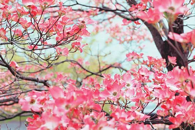 imagem jigsaw puzzle