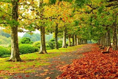 bosque otoÃ±p