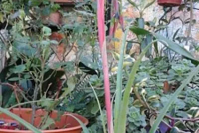 Mi  jardin jigsaw puzzle