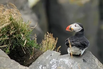 Puffino islandese
