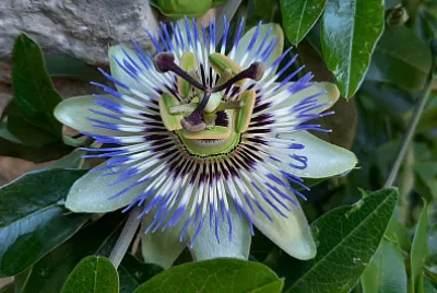 פאזל של fleurs de la Passion