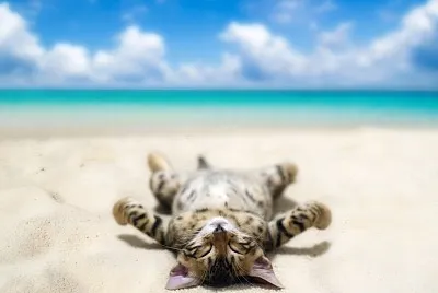 Holidays
