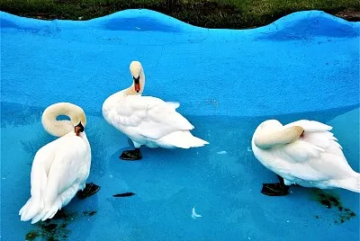 ZoolÃ³gico de Morelia, MichoacÃ¡n.