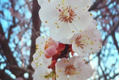 OrquÃ­deas jigsaw puzzle