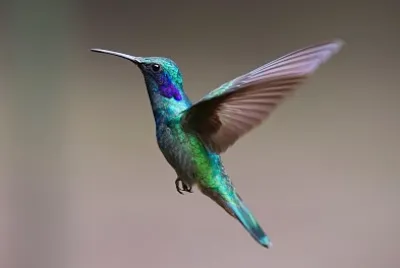 Colibri