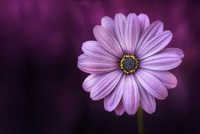 Purple flower