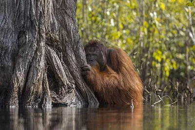 ORANGUTAN DE BORNEO jigsaw puzzle