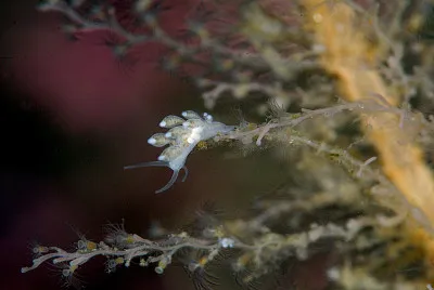 Tergipes tergipes