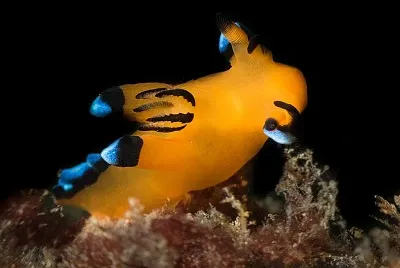 Thecacera pacifica